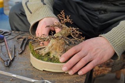 Arta de a creste bonsai