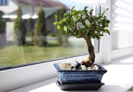 Arta de a creste bonsai