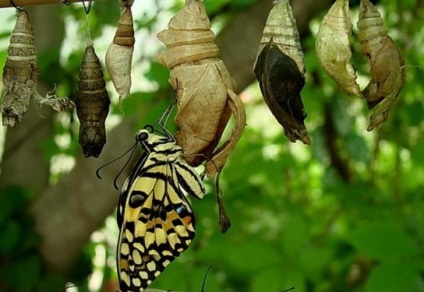 Povestea fluturelui și a coconului sau de ce dificultățile sunt importante