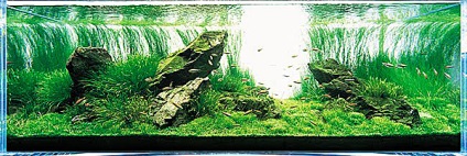 Iwagumi (iwagumi) - decorarea acvariului cu pietre