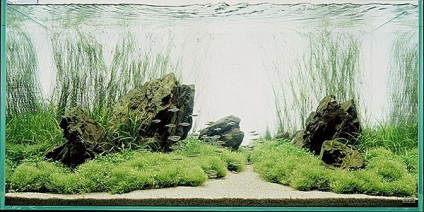 Iwagumi (iwagumi) - decorarea acvariului cu pietre