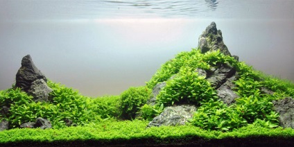 Iwagumi stil acvariu (iwagumi aquascaping)