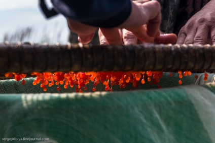 Cum se face caviar-pyatiminutku și cum diferă de caviarul roșu obișnuit