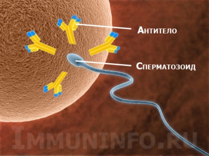 Cum se formează imunitatea antispermică