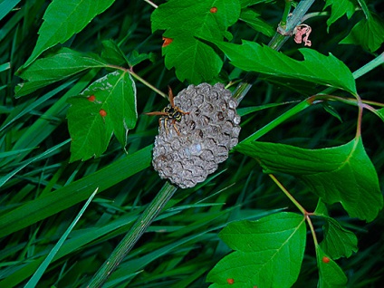 Cum să scapi de viespi (aspen cuiburi) în casă și în țară