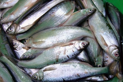Hogyan lehet elkapni verhoplavku verhoplavki téli halászat