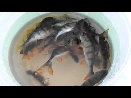 Hogyan lehet elkapni verhoplavku verhoplavki téli halászat