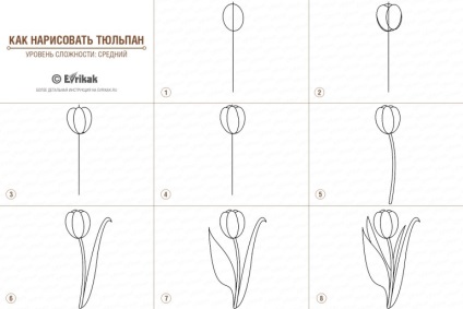 Hogyan kell felhívni a szép virág a rózsa, tulipán és a kamilla (mint egy ceruzát, hogy rajzoljon egy szép virág) Hogyan kell felhívni a szép virág a rózsa, tulipán és a kamilla