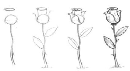 Cum de a desena o floare frumoasă trandafir, lalea și musetel