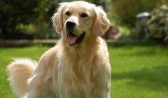 Hogy hívják azt a fajta terelő kutya, vastag és hosszú haj