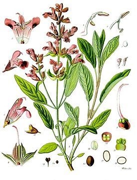 Cum să distingi salvia officinalis de lunca salvie