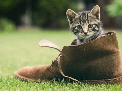 Hogyan elválasztott gyerek a cicák rágni cipő