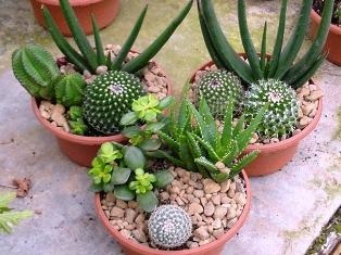 Cum să transplantați un cactus