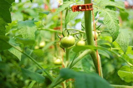 Как да се връзвам домати в cottagers на парникови съвети