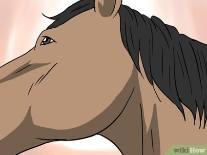 Cum să înțelegeți că un cal trebuie să-și spele dinții