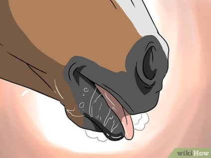 Cum să înțelegi că un cal trebuie să-și spele dinții