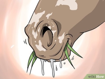 Cum să înțelegeți că un cal trebuie să-și spele dinții