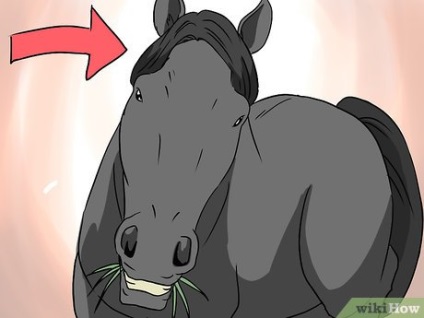 Cum să înțelegi că un cal trebuie să-și spele dinții