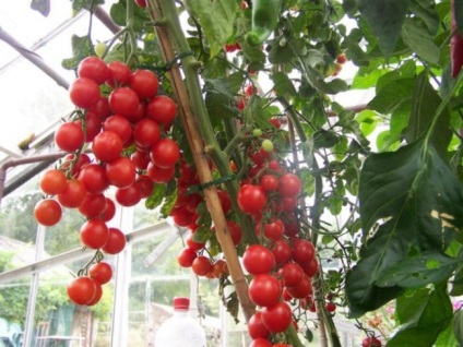 Cum să plantezi roșiile într-o seră pentru a avea o cultură mare