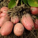 Hogyan növény paradicsom üvegházban, hogy volt egy nagy termés (betakarítás) Hogyan növény paradicsom üvegházban, hogy volt egy nagy termés