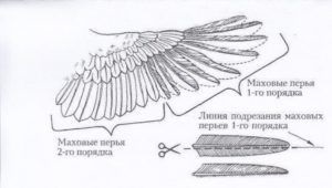 Cum să tăiem în mod corespunzător aripile de curcani, astfel încât să nu zboare