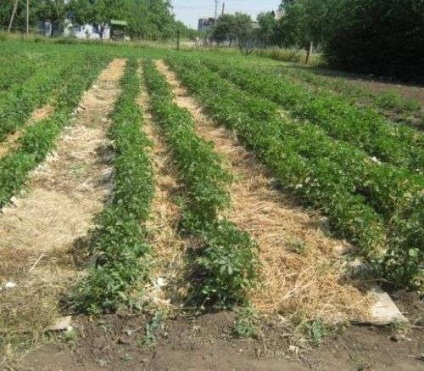 Как да се засадят картофи техники и методи