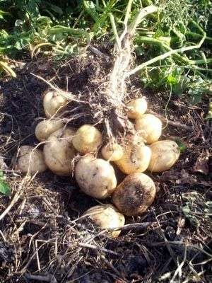 Как да се засадят картофи техники и методи