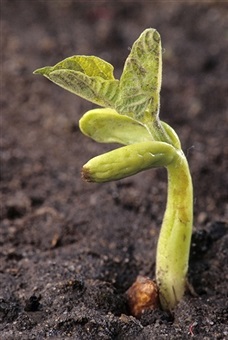 Cum să înmuiați și să germenați semințele în mod corespunzător