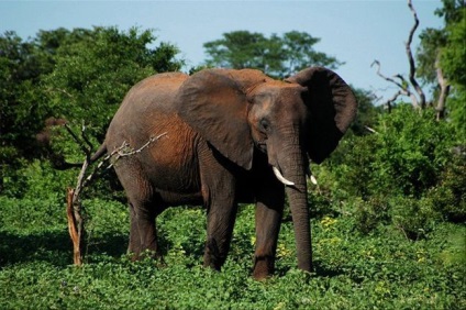 Cum se înmulțesc elefanții