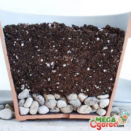 Cum să planteze pregătirea solului în cacti, capacitatea și normele de plantare