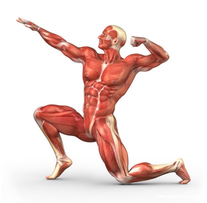 Как да се обучават бавно и бързо мускулни влакна в тренировка на крака