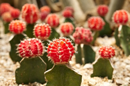 Kaktusovodstvo ghidul de crestere a cactusilor pe tot parcursul anului - totul despre crescatorii de cactusi