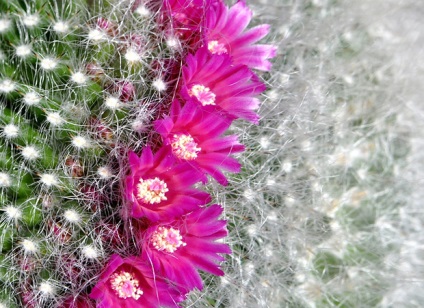 Cactus ръководство за отглеждане на кактус през цялата година - всичко за отглеждане на кактуси