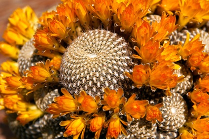 Cactus útmutató növekvő kaktusz egész évben - szól növekvő kaktuszok (egy kevésbé igényes) Cactus útmutató növekvő kaktusz egész évben - minden a növekvő kaktuszok