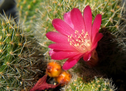 Kaktusovodstvo ghidul de crestere a cactusilor pe tot parcursul anului - totul despre crescatorii de cactusi
