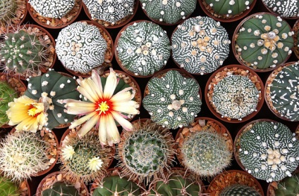 Cactus útmutató növekvő kaktusz egész évben - minden a növekvő kaktuszok