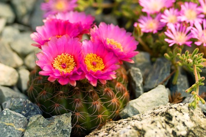 Cactus útmutató növekvő kaktusz egész évben - szól növekvő kaktuszok (egy kevésbé igényes) Cactus útmutató növekvő kaktusz egész évben - minden a növekvő kaktuszok