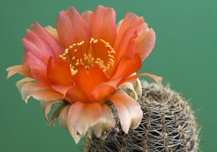 Cactus útmutató növekvő kaktusz egész évben - minden a növekvő kaktuszok