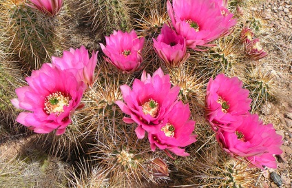 Cactus útmutató növekvő kaktusz egész évben - minden, ami a termesztés kaktuszok (kaktusz) Cactus útmutató növekvő kaktusz egész évben - minden a növekvő kaktuszok