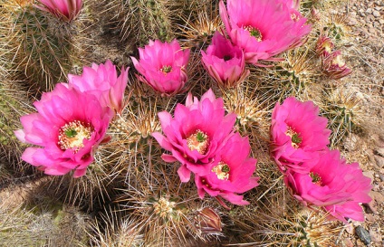 Cactus útmutató növekvő kaktusz egész évben - minden a növekvő kaktuszok