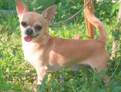 Cum să ai grijă de chihuahua acasă