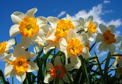Cum sa cresti daffodils