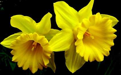 Cum sa cresti daffodils