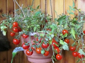 Cum să crească roșii de cireșe pe balcon