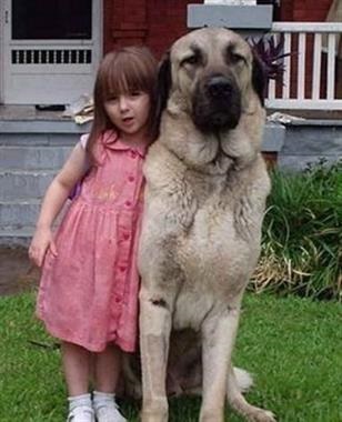 Kangal - descriere, caracteristici, boli, cum să hrănești, fotografii de câini kangal, recenzii