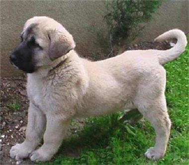 Kangal - descriere, caracteristici, boli, cum să hrănești, fotografii de câini kangal, recenzii