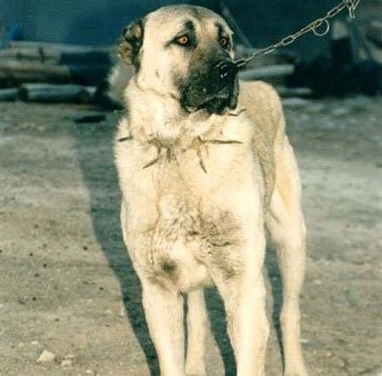 Kangal, kutyafajták, állatok, fajta