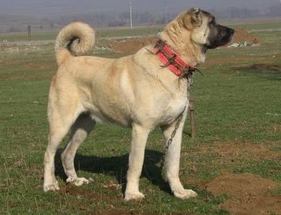 Kangal, kutyafajták, állatok, fajta