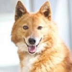 Kangal câine fotografie, preț, în cazul în care pentru a cumpăra, descriere, caracter și rasa standard, casă câine