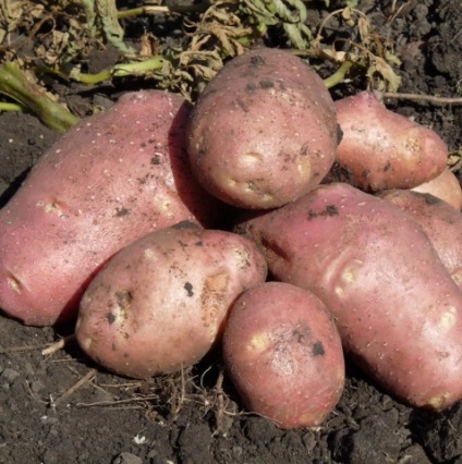 Potato Alladin Descriere varietate, fotografie, recenzii